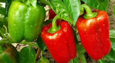 Paprika