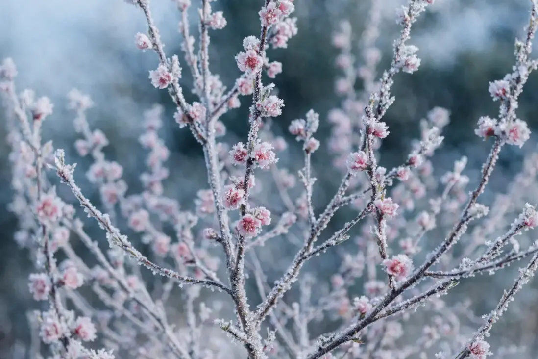 Ochrana broskýň proti mrazu