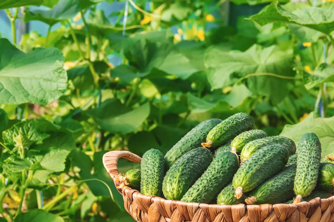 Čím prihnojiť uhorky? Overené tipy, ktoré zvýšia úrodu aj chuť