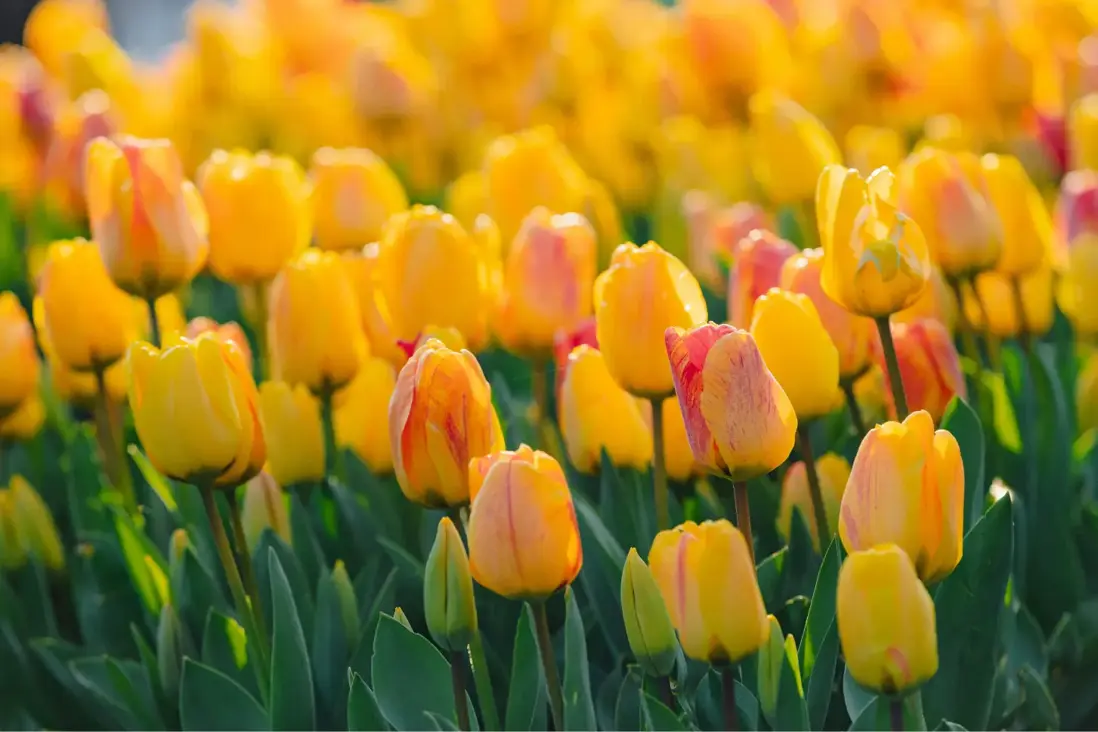 Kedy sadiť tulipány?