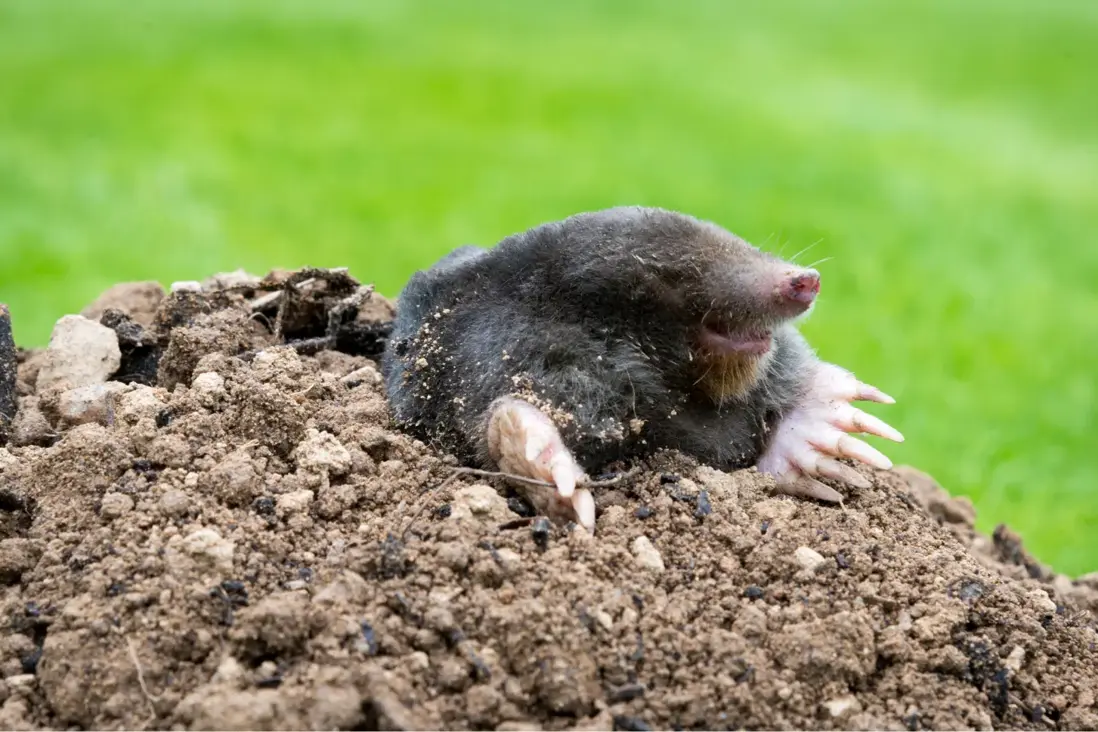 Ako fungujú siete proti krtom Ako fungujú siete proti krtom