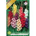 Gladiolus – mixed