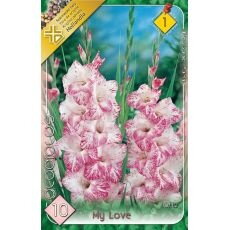 Gladiolus – My love