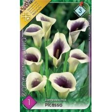 Zantedeschia – Picasso