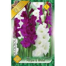 Gladiolus – Duo Purple & White