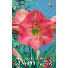 Amarylis – pink