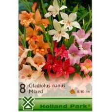 Gladiolus nanus – mixed