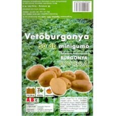 Holandské sadivo zemiakov RIVIERA