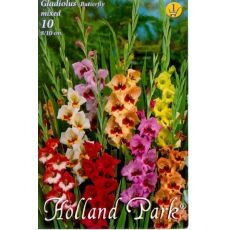 Gladiolus Butterfly – mixed