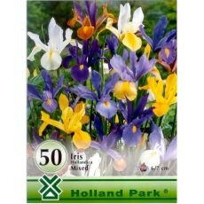 Iris – mixed