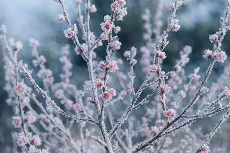Ochrana broskýň proti mrazu