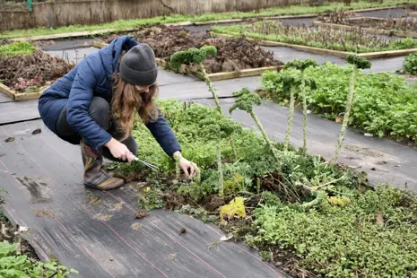 Ako sa zbaviť buriny bez chémie